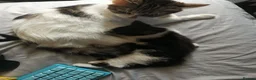 Mixed Breed cats for sale: 4 beautiful Kittens  - Advert 14