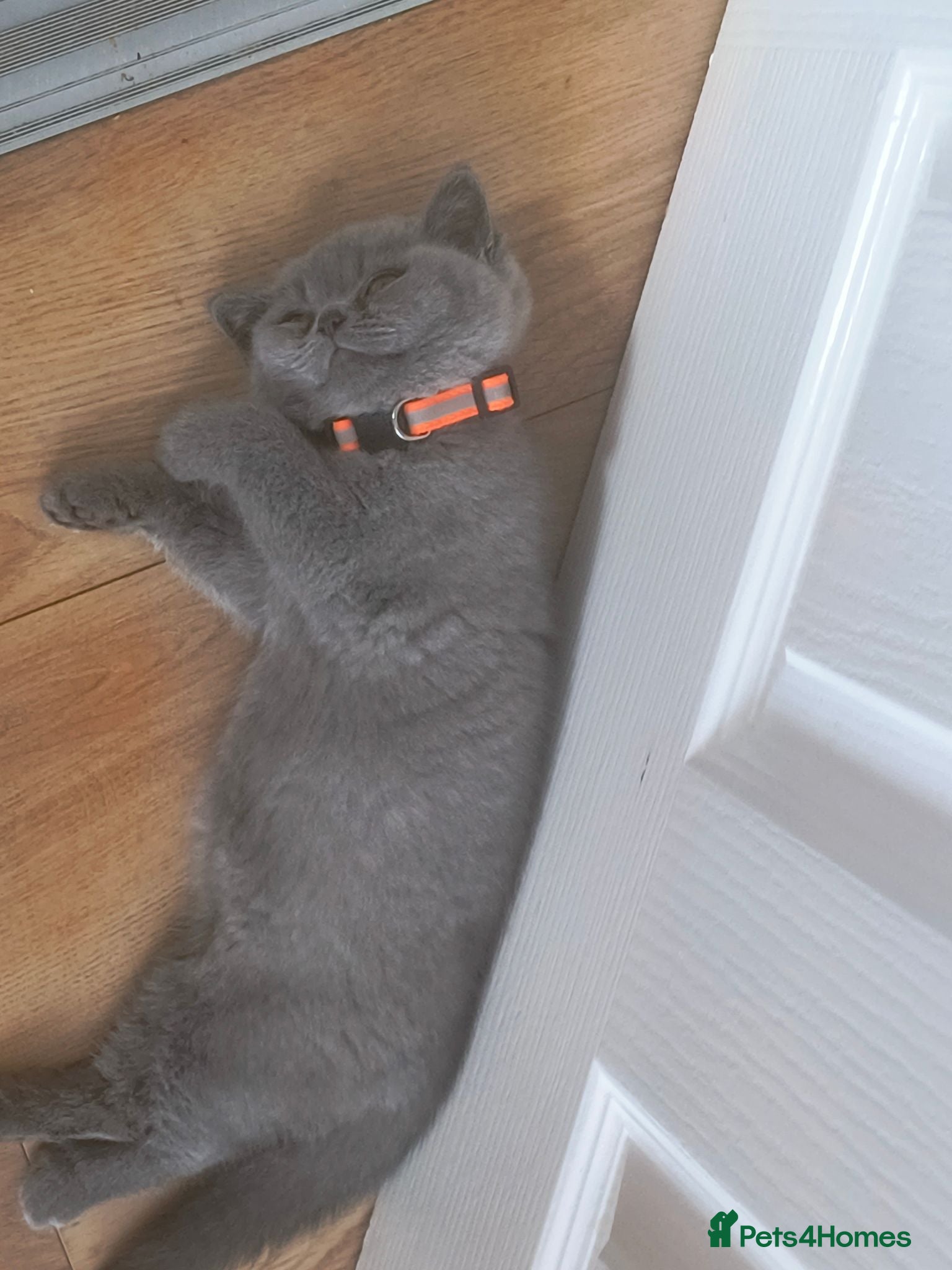 British Shorthair cats Bicolour Male &Blue female Vs Champion lines.  - Advert 2