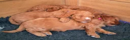 Cockapoo dogs for sale: Gorgeous female red cockapoo - Advert 7