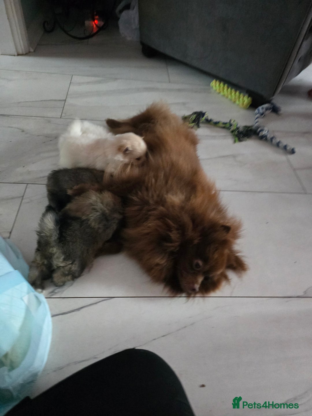 Pomeranian dogs for sale: Beautiful miniature Pomeranians  - Image 17