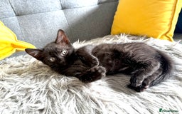 Mixed Breed cats for sale: 🐾 Adorable boy & girl 🐾 - Image 28
