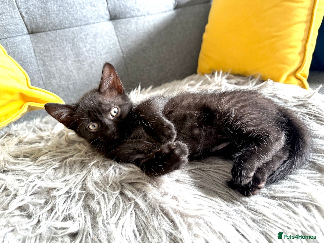Mixed Breed cats for sale: 🐾 Adorable boy & girl 🐾 - Image 28