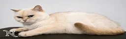 British Shorthair cats for sale: GCCF British Shorthair Babies Ready Soon 🐱 - Advert 34