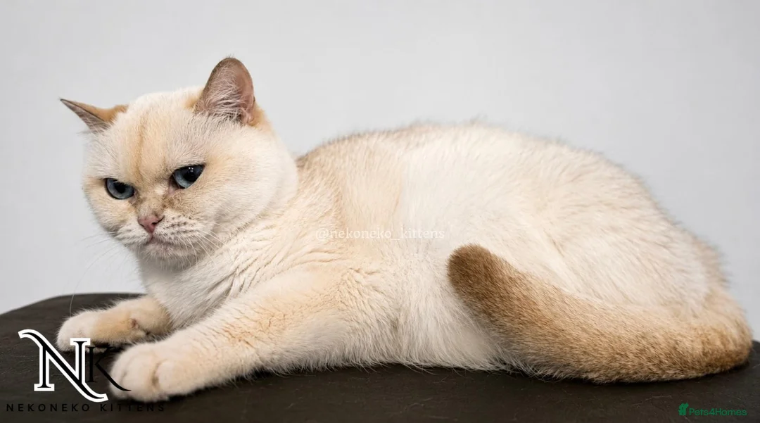 British Shorthair cats for sale: GCCF British Shorthair Babies Ready Soon 🐱 - Advert 34