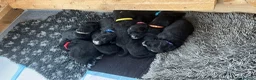 Mixed Breed dogs for sale: Golden Mountain Dog Puppies - Advert 4