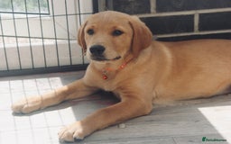 Goldador dogs for sale: Beautiful Goldador Puppies in Garndolbenmaen - Image 1