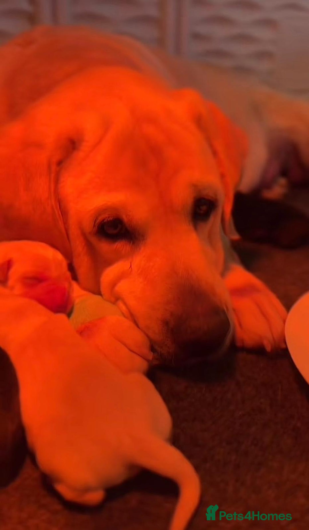 Labrador Retriever dogs for sale: Labrador retriever puppie for sale  - Advert 8