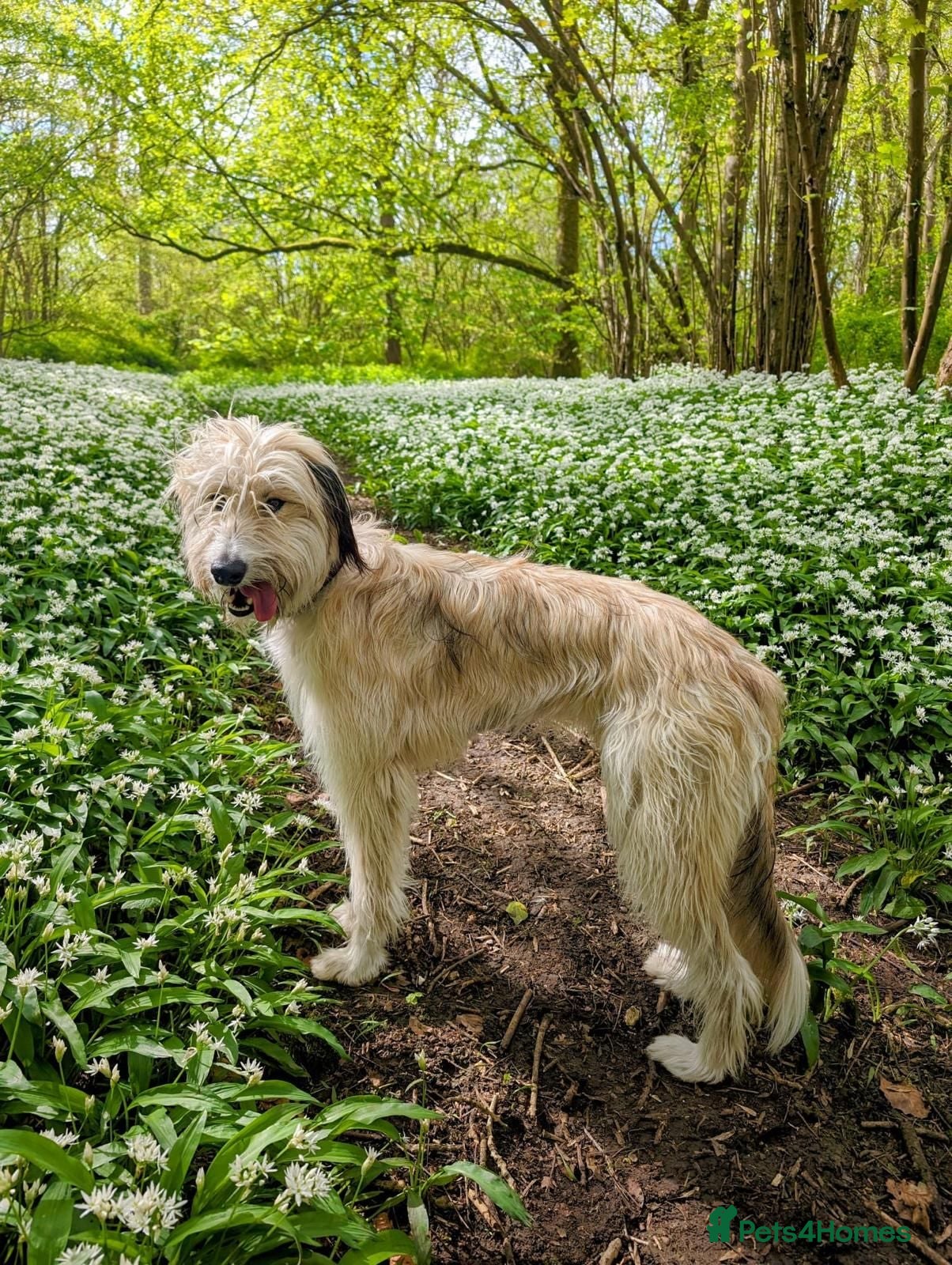 Lurcher dogs Fluffy Lurcher puppies available Sept - Advert 14