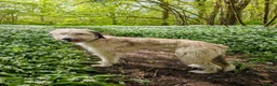 Lurcher dogs for sale: Fluffy Lurcher puppies available Sept - Advert 1