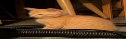 Mixed Breed cats for sale: 4 lovely kittens all ready to leave - Advert 4