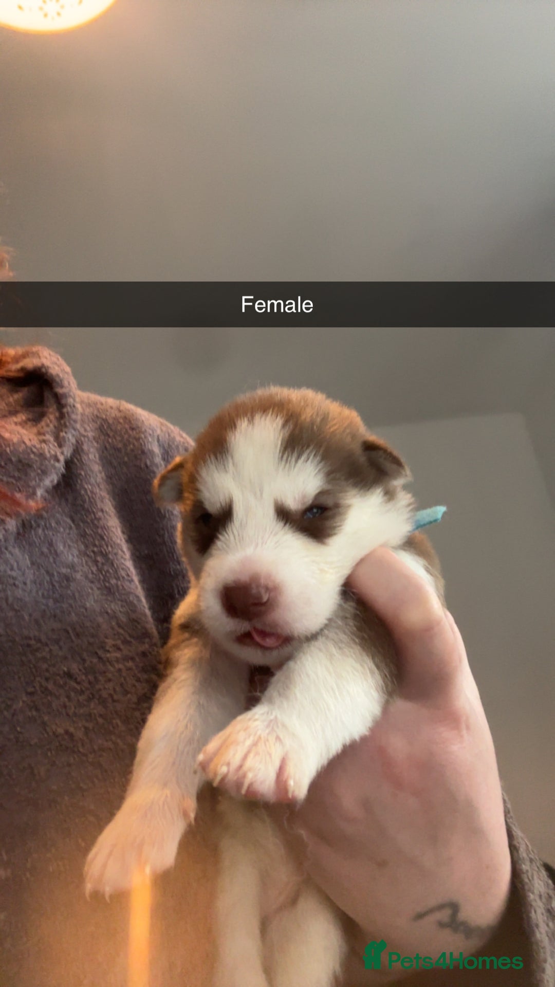 Siberian Husky dogs for sale: Beautiful husky pups 🔥 only 3 male pups left 🔥 - Advert 31