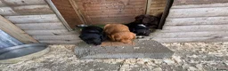 Cocker Spaniel dogs for sale: Cocker Spaniel pups  in Seaham - Advert 19
