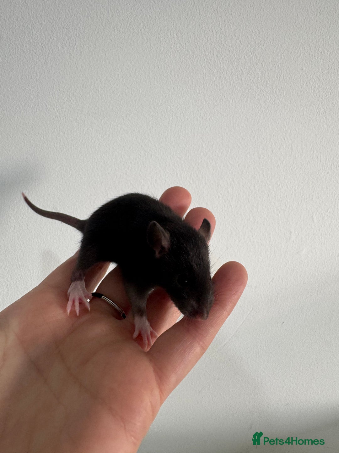 Rat rodents for sale: Baby rats boys and girls  - Advert 8