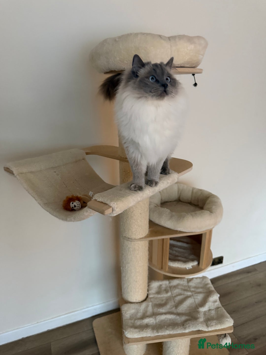 Ragdoll cats for sale: Extensively health tested spayed female  - Advert 2
