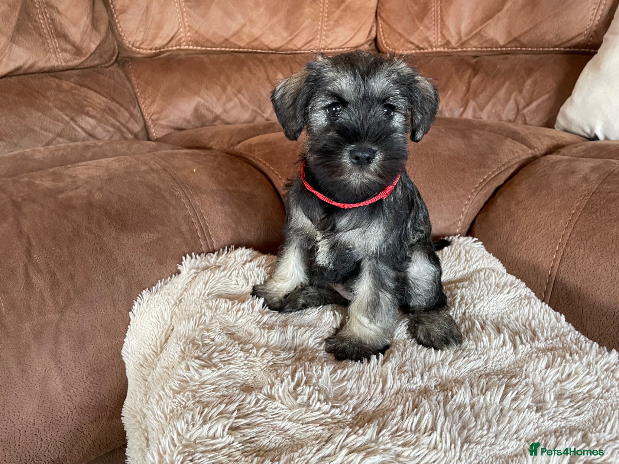 Miniature Schnauzer dogs Miniature schnauzer  - Advert 2