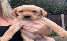 Labrador Retriever dogs for sale: Labrador puppies for sale - Image 5