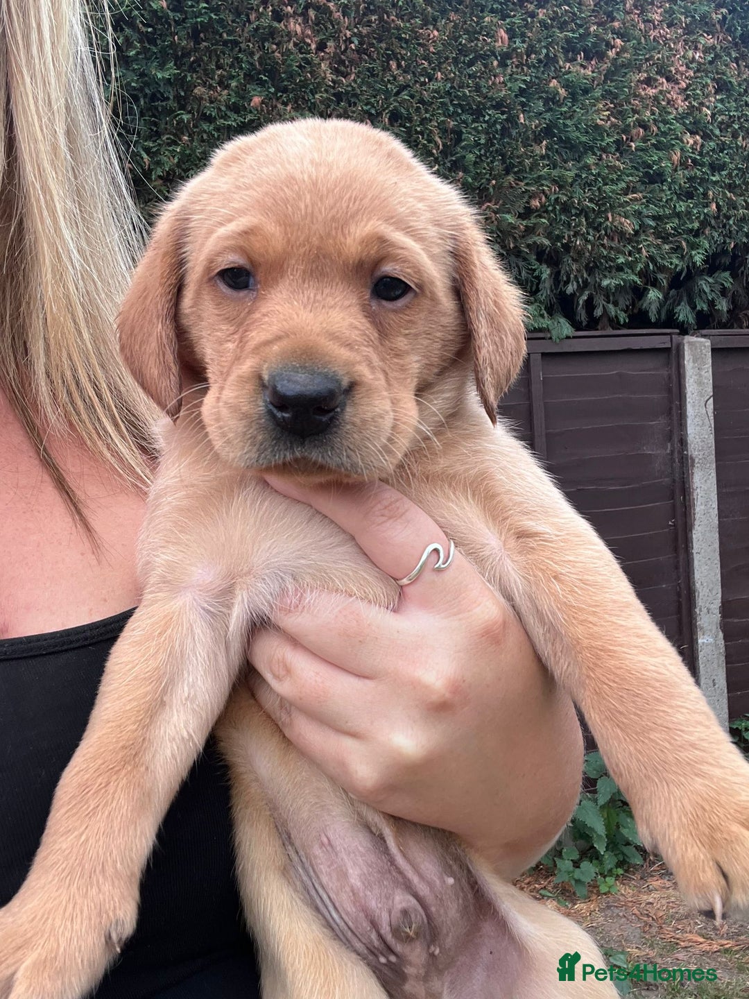 Labrador Retriever dogs for sale: Labrador puppies for sale - Image 5