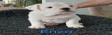 English Bulldog 4