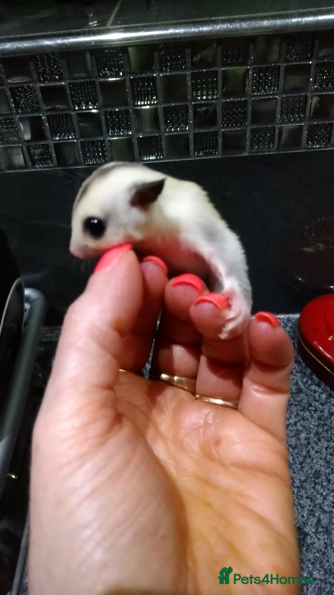 Sugar Glider rodents for sale: Stunning baby sugar glider  - Advert 2