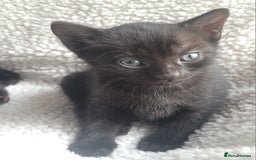Bengal cats for sale: Black Bengal Kittens - Image 10