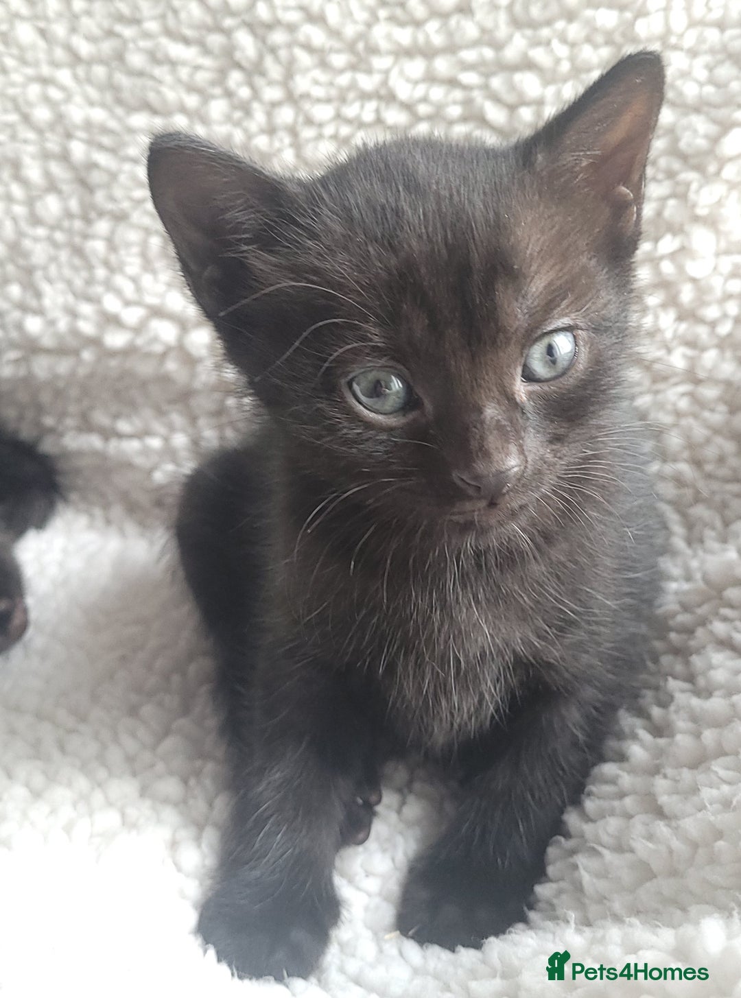 Bengal cats for sale: Black Bengal Kittens - Image 10