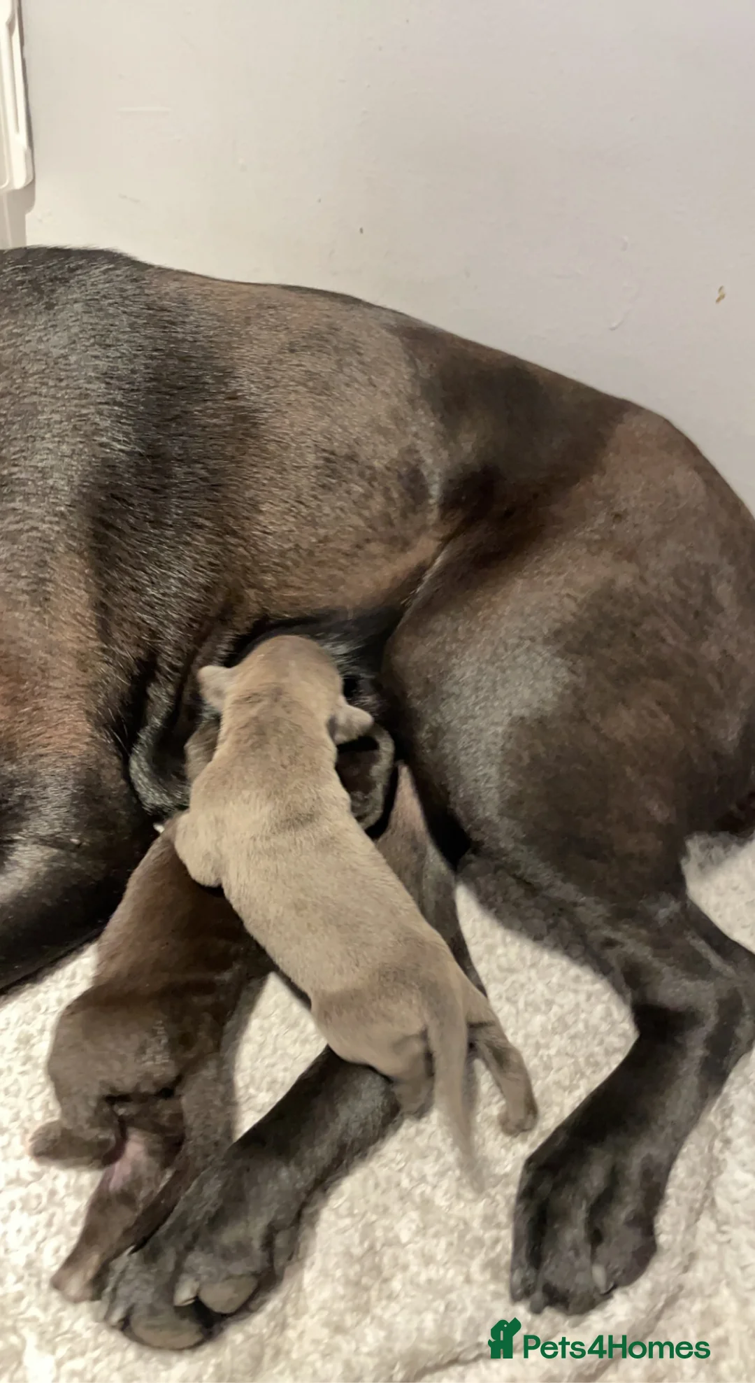 Cane Corso dogs for stud: Proven Cane Corso for stud in Leicester - Advert 16