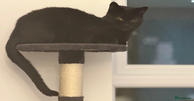 British Shorthair cats - Advert 9