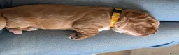 Cocker Spaniel dogs for sale: Working cocker spaniels in Barnsley - Advert 24