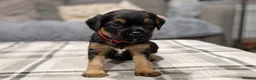 Border Terrier dogs for stud: K.c reg, Red Grizzle Border Terrier STUD ONLY in Uckfield - Advert 11