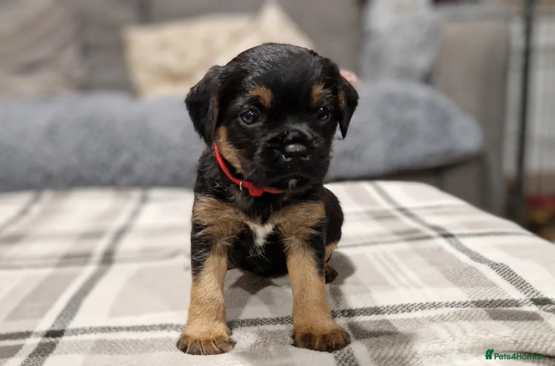 Border Terrier dogs for stud: K.c reg, Red Grizzle Border Terrier STUD ONLY in Uckfield - Advert 11