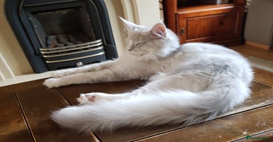 Maine Coon cats in Rochdale - Advert 5