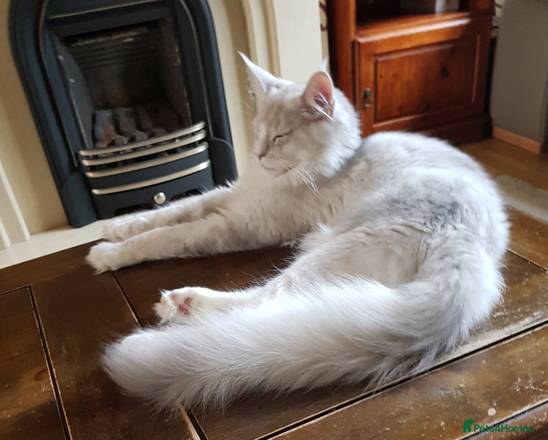 Maine Coon cats for sale: Pure bread maine coon kittens ready to go now  in Rochdale - Image 4