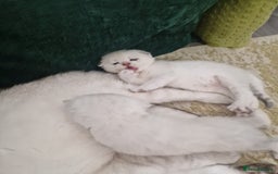 Scottish Fold cats for sale: Scottish Fold Kittens - Image 11