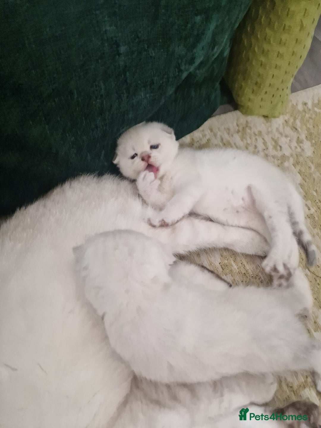 Scottish Fold cats for sale: Scottish Fold Kittens - Image 11