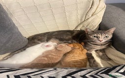 Mixed Breed cats for sale: Three sweet and playful kittens looking a new home - Advert 5