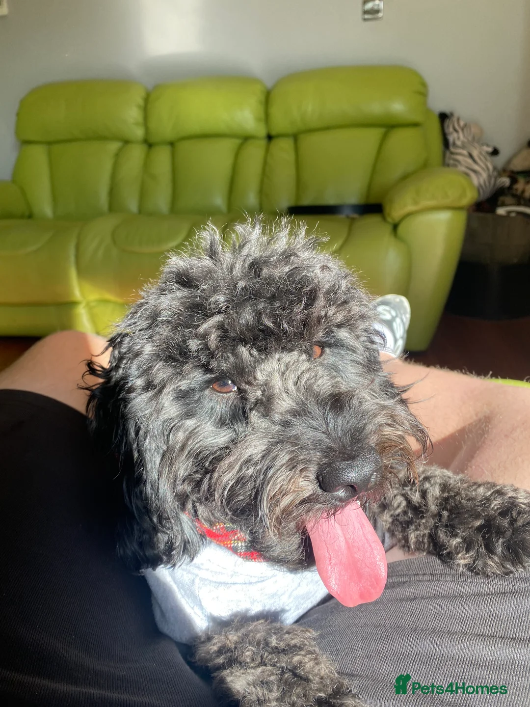 Cockapoo dogs for sale: WAITING LIST FOR COCKERPOO - Advert 1