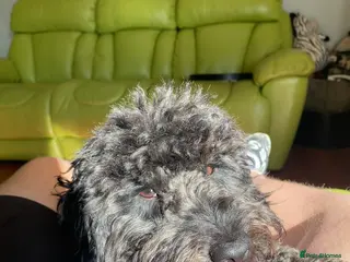 Cockapoo dogs WAITING LIST FOR COCKERPOO - Advert 1