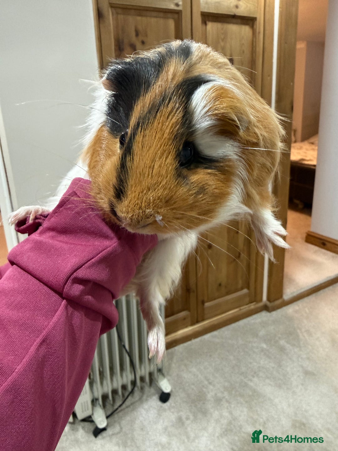 Guinea Pig rodents for sale: Pair of bonded guinea pigs and full set up  - Advert 6