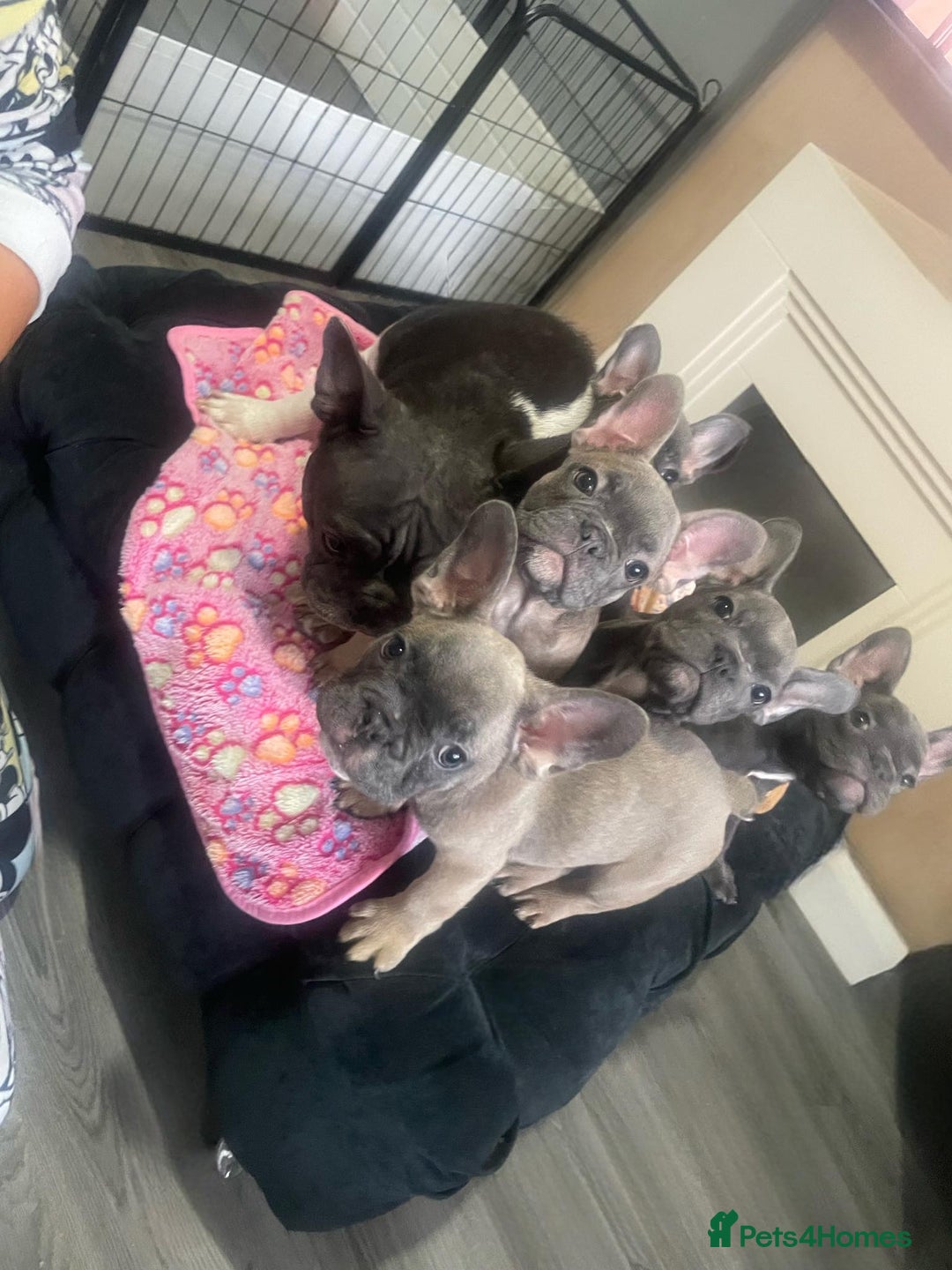 French Bulldog dogs for sale: French bulldog - Image 29
