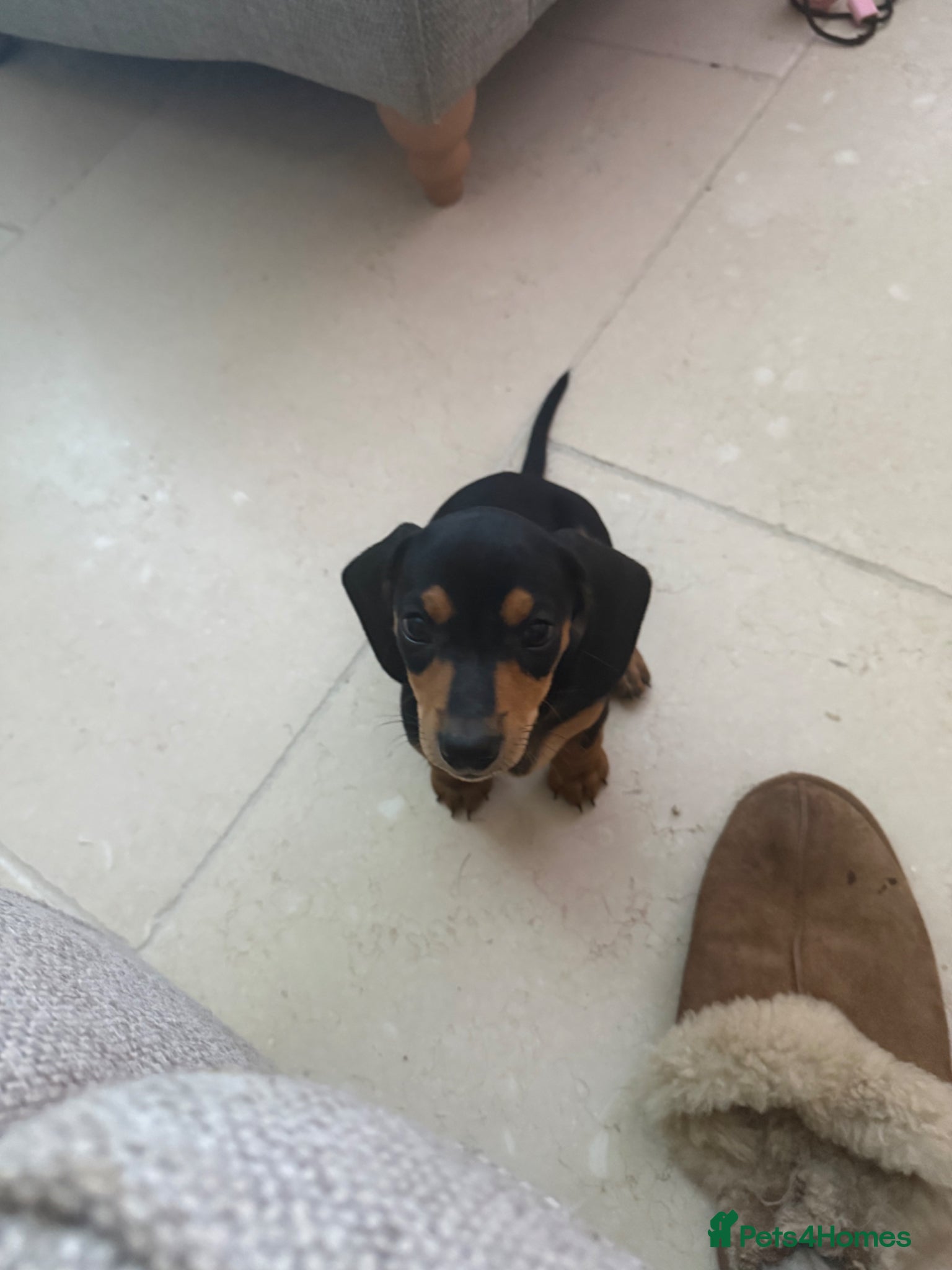 Miniature Dachshund dogs Miniature Black & Tan Dachshund puppies  - Advert 1