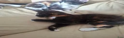 Mixed Breed cats for sale: 4 kittens  in Spalding - Advert 3
