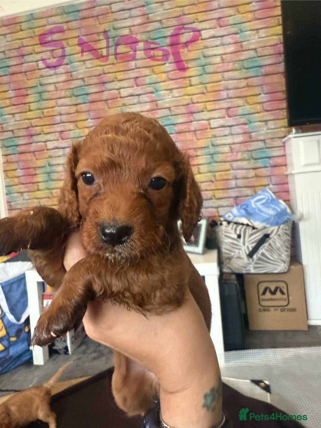Cockapoo dogs for sale: 5 Absolutely gorgeous Fox Red Cockapoo Puppies - Image 6