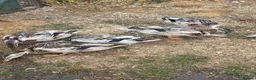 Ducks poultry for sale: Miniature Silver Appleyard drakes - Advert 2