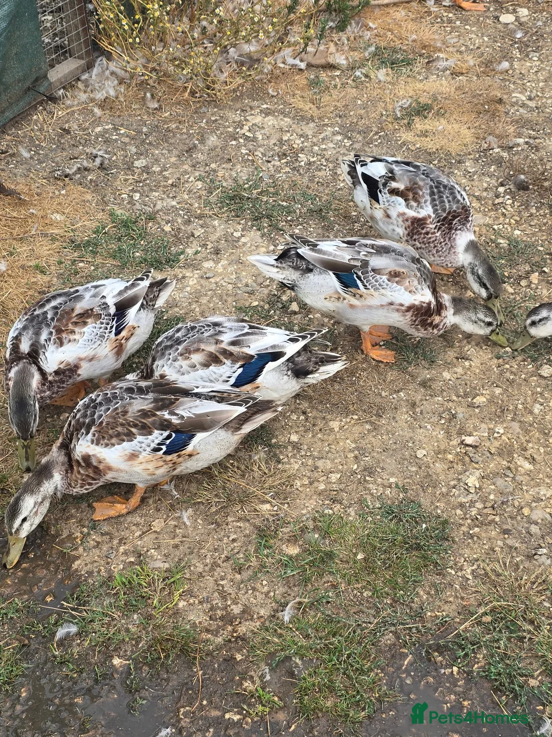 Ducks poultry for sale: Miniature Silver Appleyard drakes - Advert 2