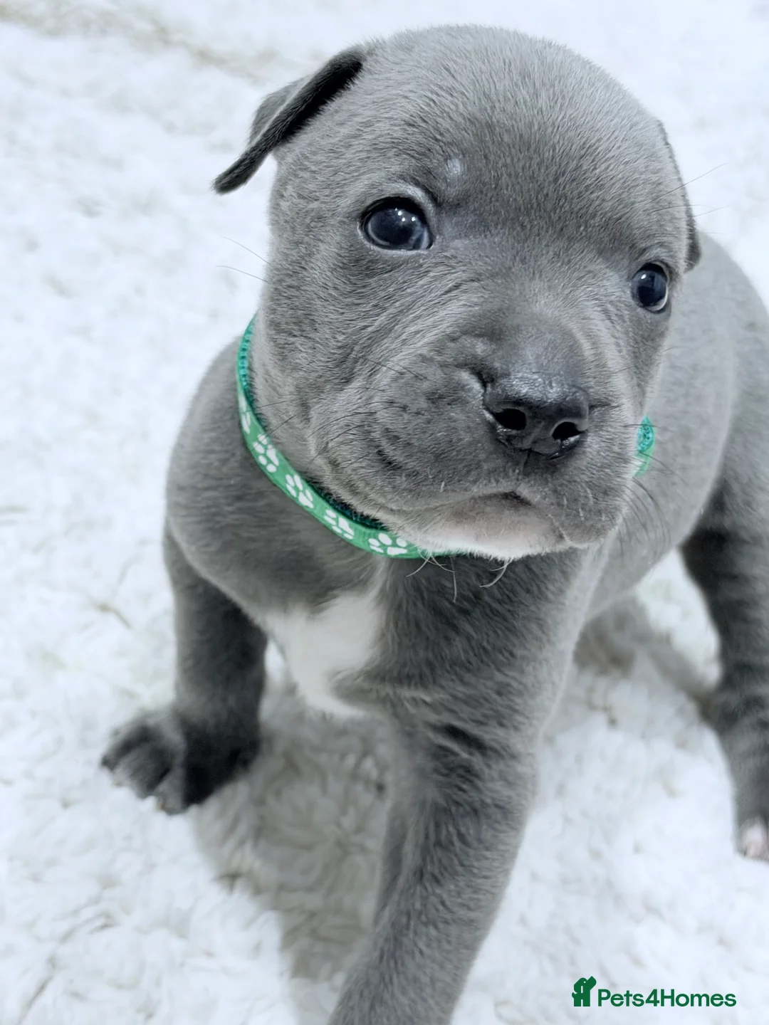 Staffordshire Bull Terrier dogs for sale: Blue Staffordshire bull terrier  - Advert 2