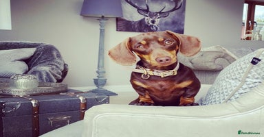 Miniature Dachshund dogs - Advert 1