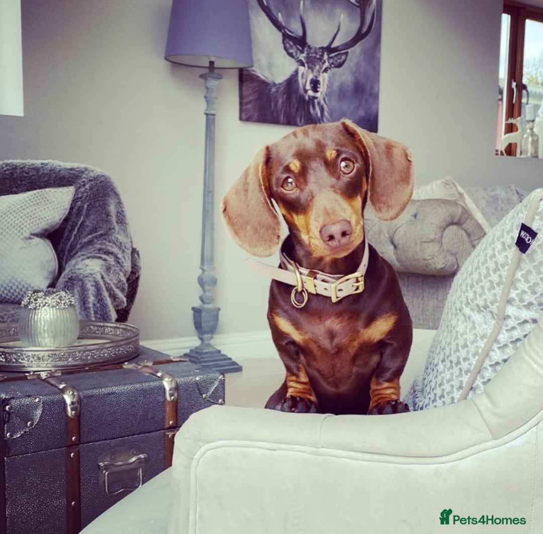 Miniature Dachshund dogs for sale: Absolutely beautiful kc reg miniature dachshunds  - Image 4