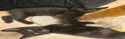 Mixed Breed cats for sale: 2 beautiful dark chocolate colloured boys  - Advert 15