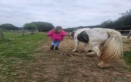 Irish Cob horses for sale: 13.3hh  coloured mare cob  - Image 7