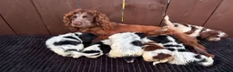 Cockapoo dogs for sale: cockapoos F1 puppy’s 6 available - Advert 27